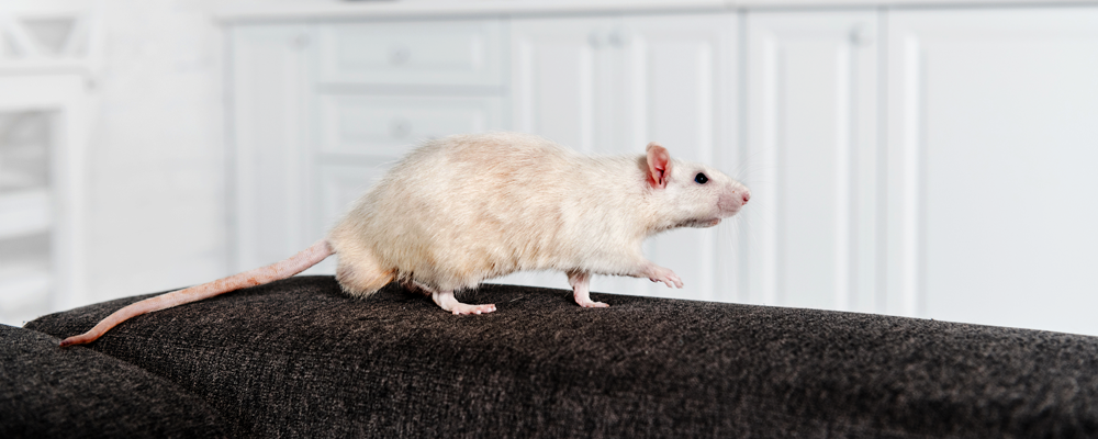 White Rat