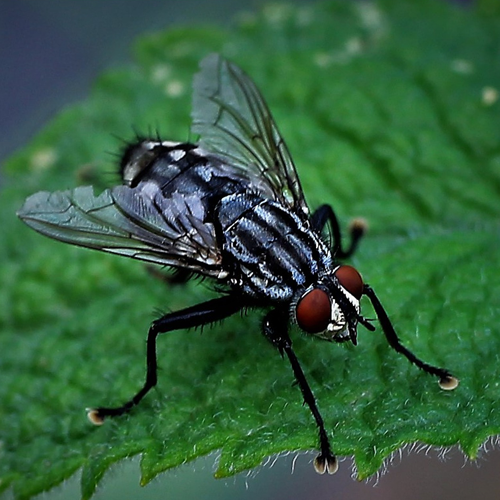 fly