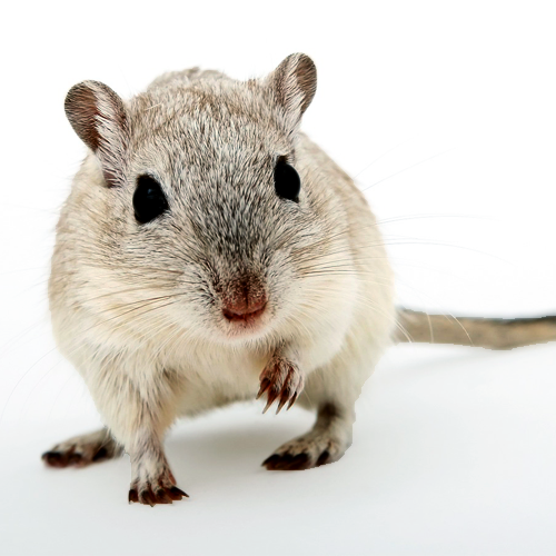 mouse