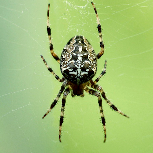 spider
